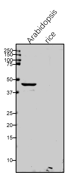 Anti-RPS1/ Plastid ribosomal protein S1