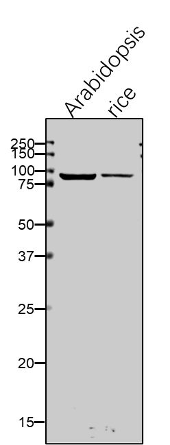 Anti-HSP93-V/CLPC1/Chaperone protein ClpC1