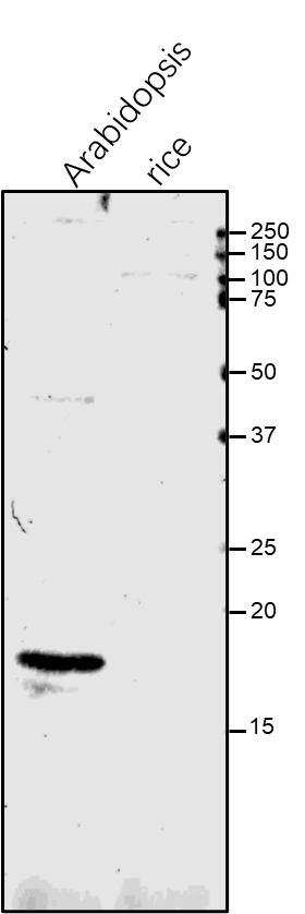 Anti-CYP20-3 / Peptidyl-prolyl cis-trans isomerase CYP20-3