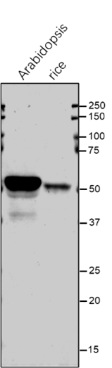 Anti-SHM1 / Serine hydroxymethyltransferase 1