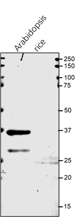 Anti-APXT / L-ascorbate peroxidase T Rabbit antibody