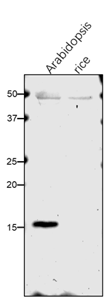 Anti-PRXQ / Peroxiredoxin Q Rabbit antibody