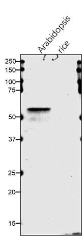 Anti-C4H/ Trans-cinnamate 4-monooxygenase Rabbit antibody