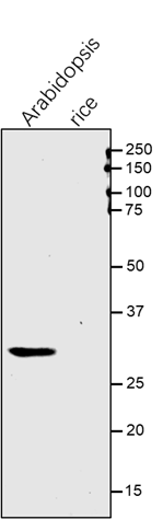 Anti-CCoAOMT/ Caffeoyl CoA 3-O-methyltransferase antibody