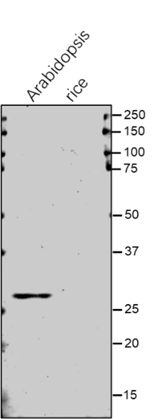 Anti-CLPR3/ ATP-dependent caseinolytic (Clp) protease