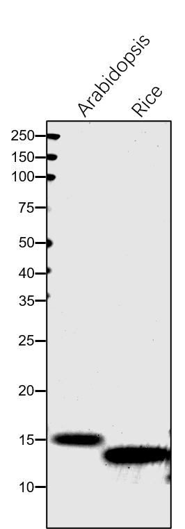 Anti-PSB28 / Photosystem II reaction center PSB28 protein ra