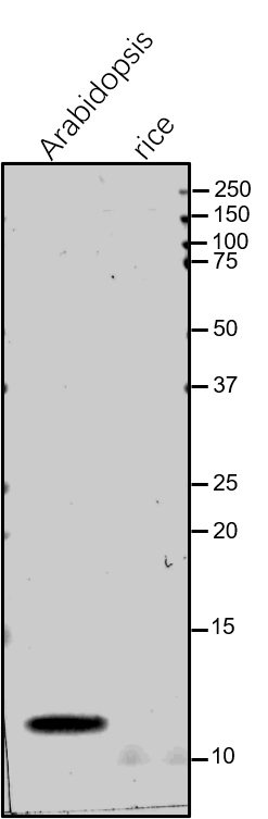 Anti-PsaN / PsaN subunit of Photosystem I rabbit antibodies