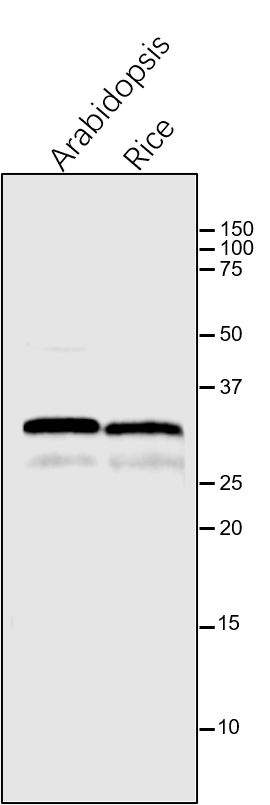 Anti-PsbA/ D1 subunit of Photosystem II rabbit antibody