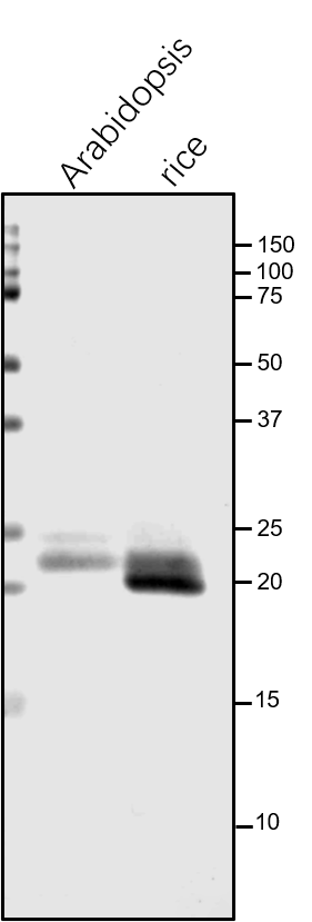 Anti-Lhcb6 / CP24 / Chlorophyll a-b binding protein antibody