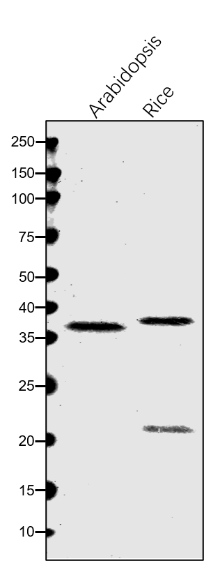 Anti-LIN2 / CPO / Coprogen III oxidase antibody