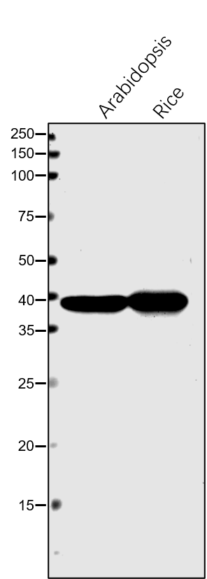 Anti-SBPase / Sedoheptulose-1,7-bisphosphatase Antibody