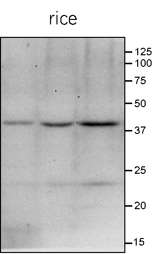 Anti-GID1 / Gibberellin receptor GID1 antibody