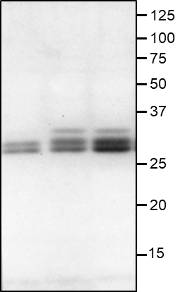 Anti-GID2 / Gibberellin receptor GID2 antibody