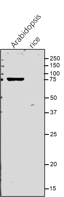 Anti-CAC3 / carboxyltransferase alpha subunit of acetyl-CoA