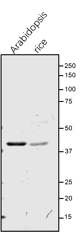 Anti-GSA1 / GSA-AT / GSA aminotransferase