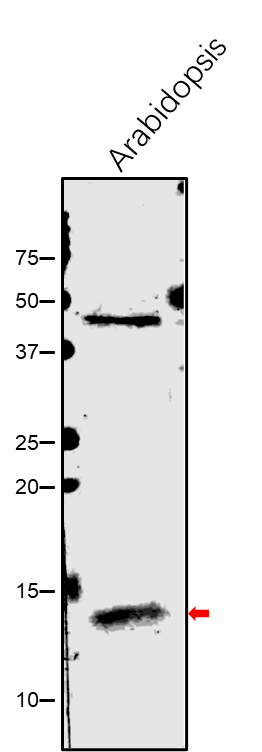 Anti-GRXC1 / Glutaredoxin-C1 Rabbit antibody