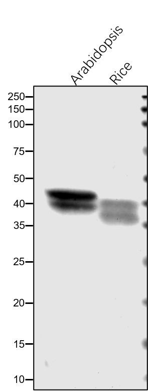 Anti-GAPB / Glyceraldehyde-3-phosphate dehydrogenase GAPB