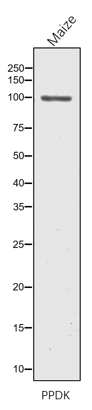 Anti-PPDK1/ pyruvate, orthophosphate dikinase1 antibody