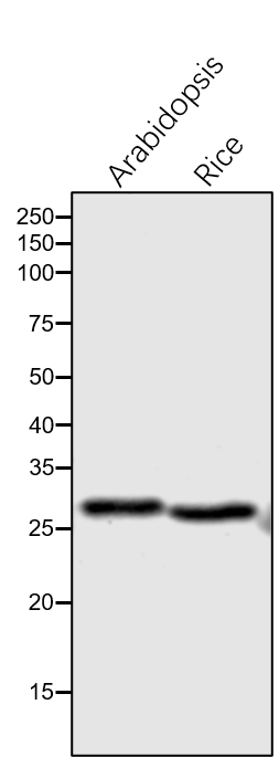 Anti-PsbD/ D2 subunit of Photosystem II rabbit antibody