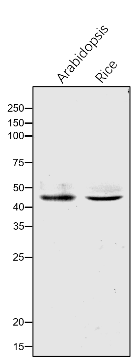 Anti-DXR/ 1-Deoxy-D-xylulose 5-phosphate reductoisomerase