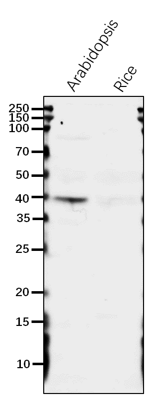 Anti-ASP3/Aspartate aminotransferase 3 rabbit antibody