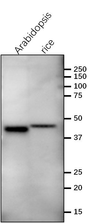 Anti-CS/Chorismate synthase rabbit antibody