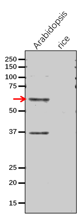 Anti- DHQ/Dehydroquinate dehydratase rabbit antibody