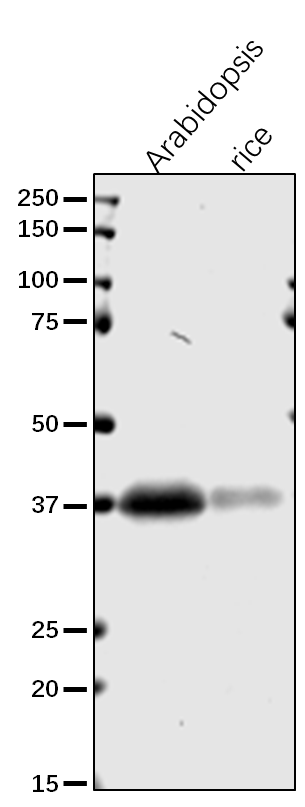 Anti-GAPDH/ Glyceraldehyde-3-phosphate dehydrogenase GAPC2