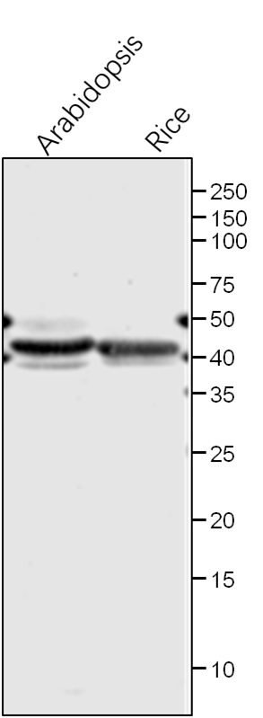 Anti-GS2/Glutamine synthetase rabbit antibody