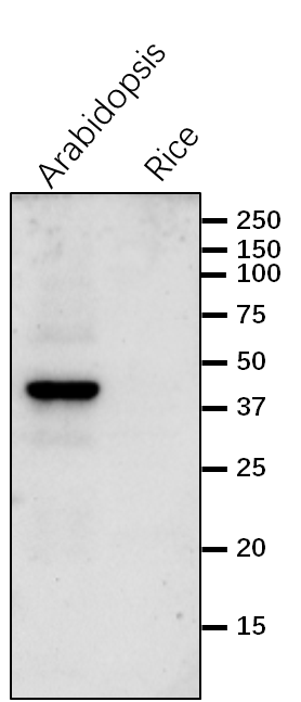 Anti-COMT1 / Flavone 3'-O-methyltransferase 1 antibody