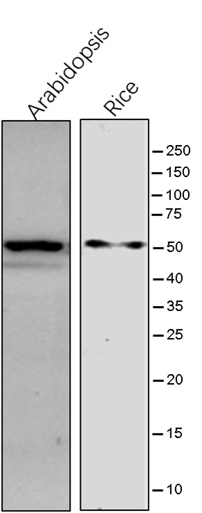 Anti-ERS / Glutamate--tRNA ligase rabbit antibody