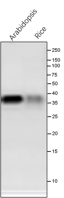 Anti-FBPase/Fructose-1,6-bisphosphatase, cytosolic