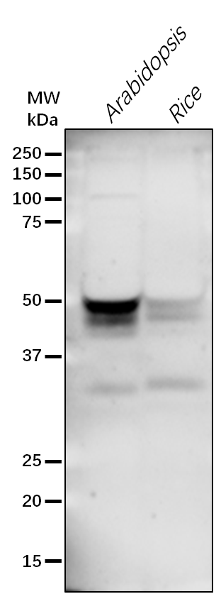 Anti-FC2 /Ferrochelatase-2 rabbit antibody