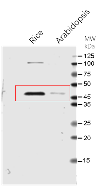 Anti-FBPase1 / Fructose-1,6-bisphosphatase 1, chloroplastic