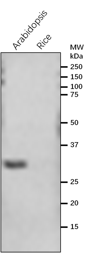 Anti-CHLM/Magnesium-Protoporphyrin IX Methyltransferase