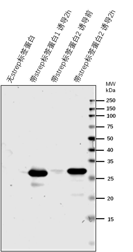 Anti-Strep-Tag II Rabbit Antibody