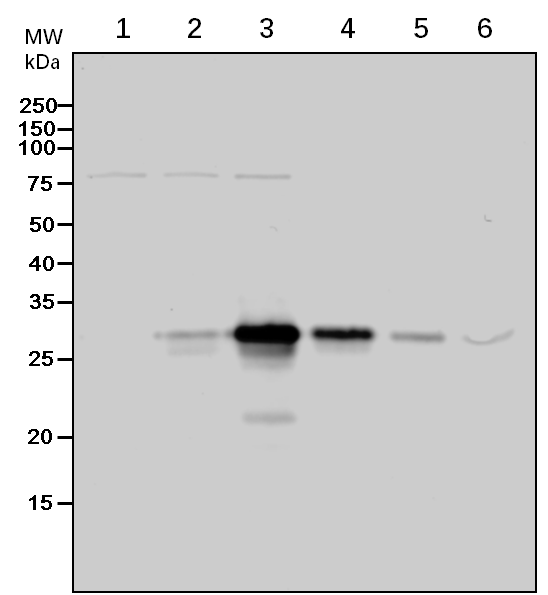 Anti-GST-tag Rabbit Polyclonal Antibody