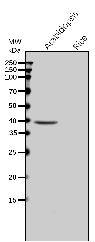 Anti-HEME2/Uroporphyrinogen decarboxylase 2 antibody