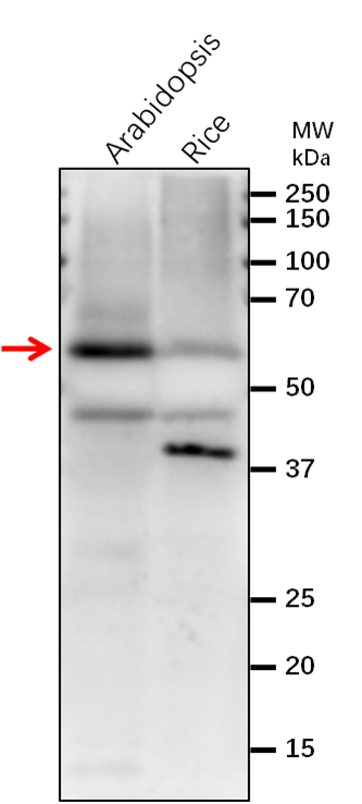 Anti-MPK8/Mitogen-activated protein kinase 8 antibody