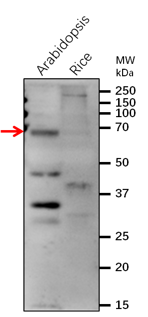 Anti-MEKK1/Mitogen-activated protein kinase kinase kinase 1