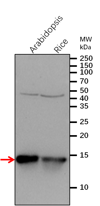 Anti-RAB6A / Ras-related protein RABH1b antibody