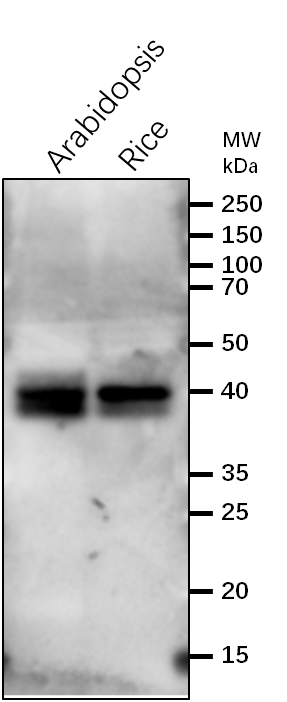 Anti-PsbC / CP43 subunit of Photosystem II rabbit antibody