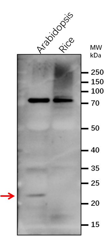 Anti-PsbS/NPQ4/Photosystem II 22 kDa protein antibody