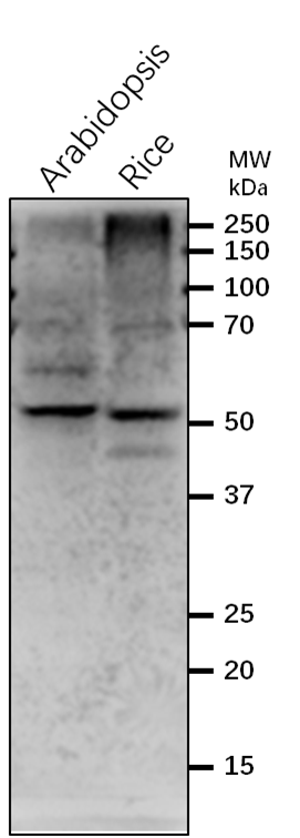 Anti-COP12/CSN2/COP9 signalosome complex subunit 2 antibody