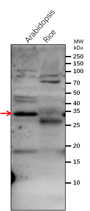 Anti-GGPS1/GGPP synthase 1 antibody