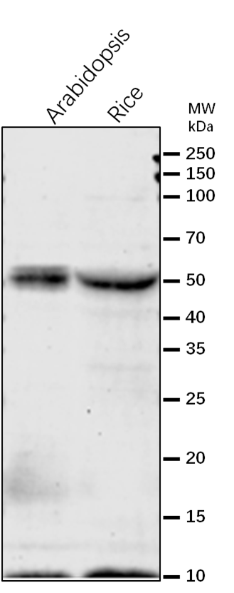 Anti-SHMT3/Serine hydroxymethyltransferase 3 antibody