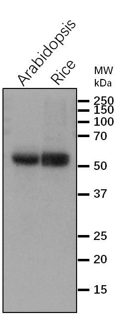 Anti-STN7/  Serine/threonine-protein kinase STN7 antibody