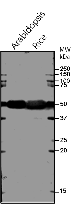 Anti-RbcL / Ribulose bisphosphate carboxylase large subunit