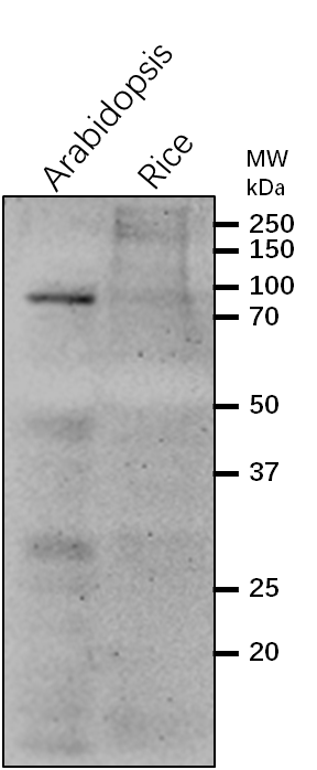 Anti-WIT1/WPP domain-interacting tail-anchored protein 1