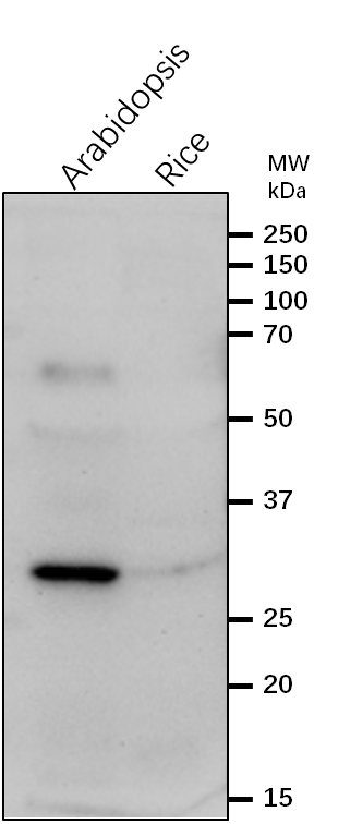 Anti-RPL4/50S ribosomal protein L4 Rabbit Antibody